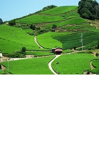 石寺茶畑
